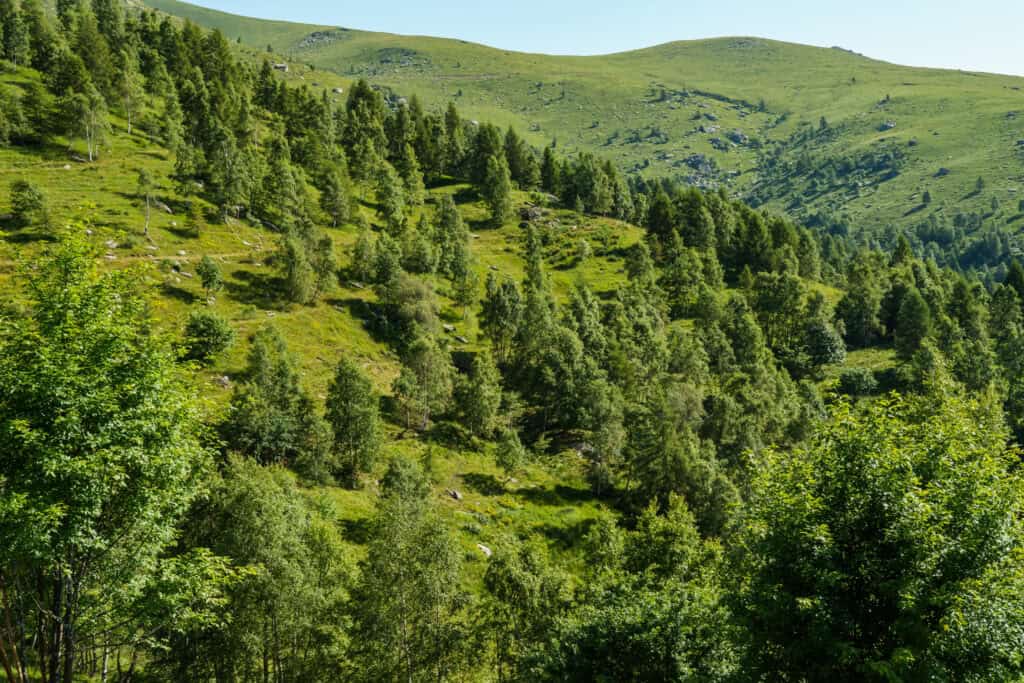 Passeggiata nel bosco + apericena sostenibile + film “Come non ci fosse un domani”